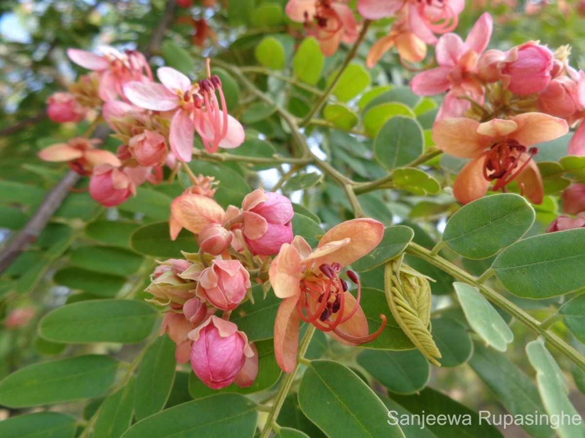 Cassia roxburghii DC.